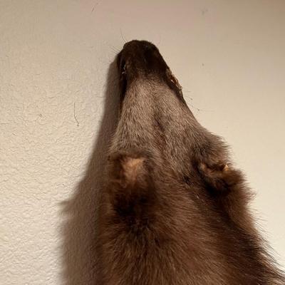 Lot of 3 Genuine Tanned Furs incl. Wolverine Otter and Arctic Fox