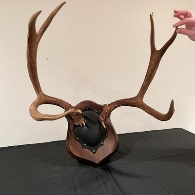 Vintage Mounted 3 Point Antlers