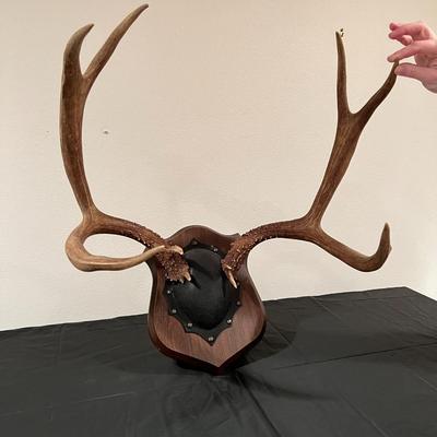 Vintage Mounted 3 Point Antlers