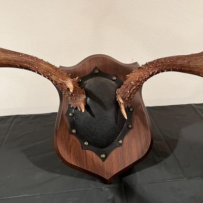 Vintage Mounted 3 Point Antlers