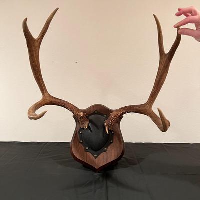 Vintage Mounted 3 Point Antlers