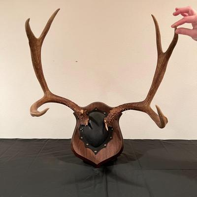 Vintage Mounted 3 Point Antlers