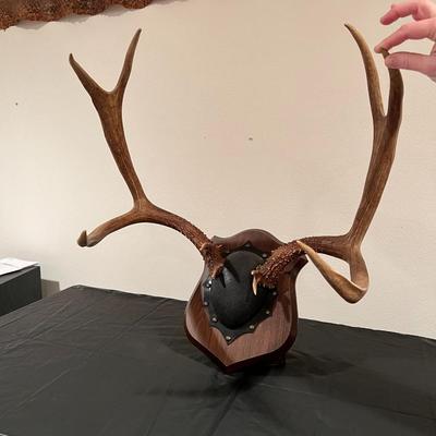 Vintage Mounted 3 Point Antlers