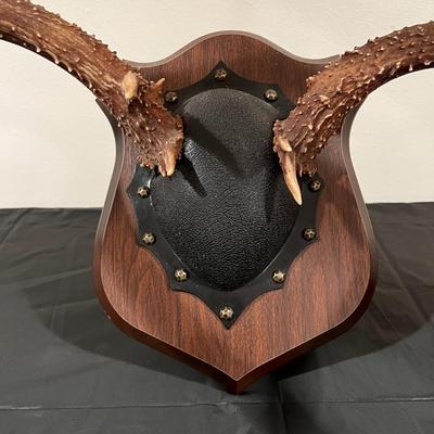 Vintage Mounted 3 Point Antlers