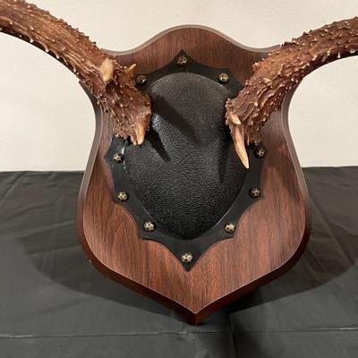Vintage Mounted 3 Point Antlers