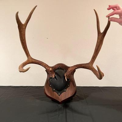 Vintage Mounted 3 Point Antlers