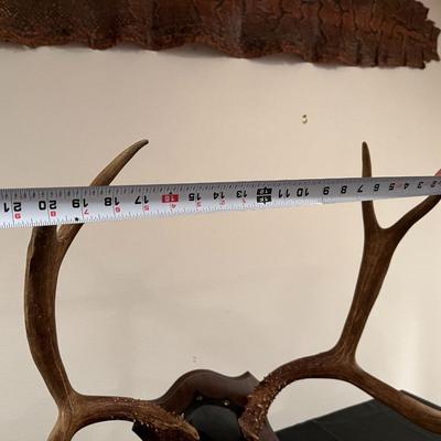 Vintage Mounted 3 Point Antlers