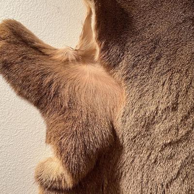 Vintage Tanned Taxidermy Deer Fur Hide Leather
