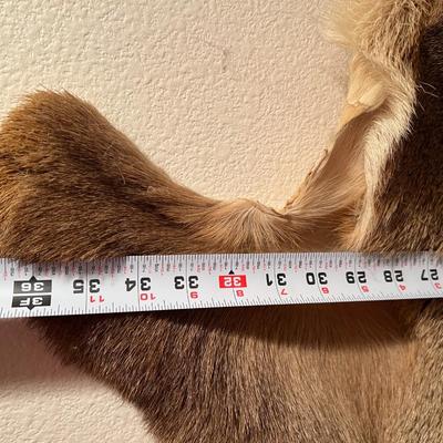 Vintage Tanned Taxidermy Deer Fur Hide Leather