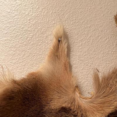 Vintage Tanned Taxidermy Deer Fur Hide Leather