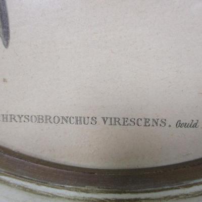 Diphogena Iris & Chrysobronchus Virescens Gould Art