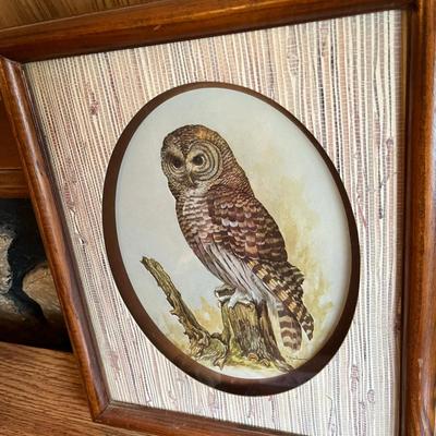 Owl Collection