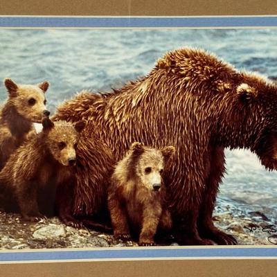 W. PERRY CONWAY FRAMED NATURE PHOTO BROWN BEAR WITH CUBS ALASKA grizzlies