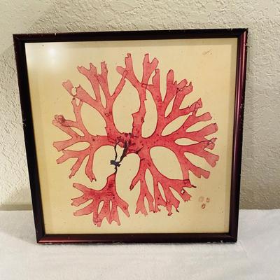 Set of Three Red Coral Framed Prints (GR-SL)