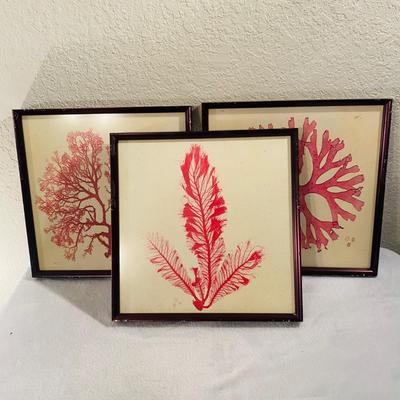 Set of Three Red Coral Framed Prints (GR-SL)