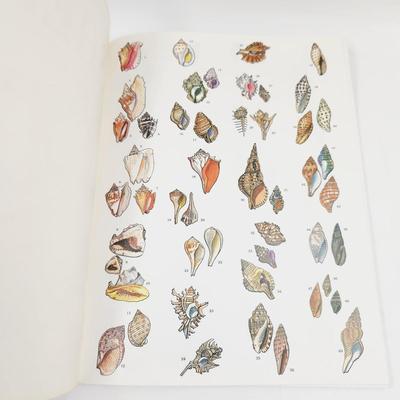 PETERSON FIELD GUIDE COLORING BOOK SHELLS