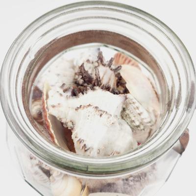 LARGE JAR OF SHELLS & SAND DOLLARS