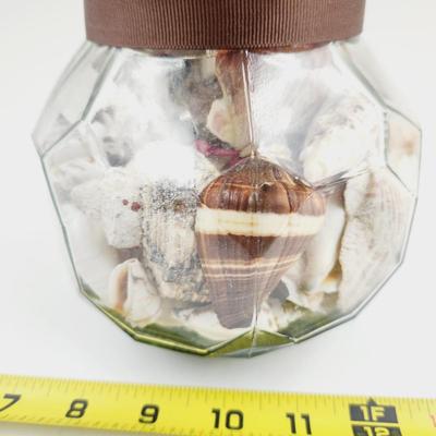 LARGE JAR OF SHELLS & SAND DOLLARS