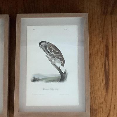 561 Pair of Framed Owl Prints