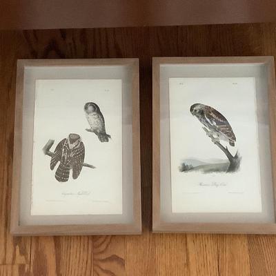 561 Pair of Framed Owl Prints