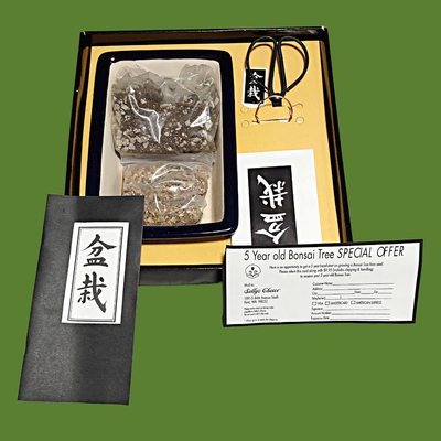 GiftSmith Bonsai Tree Growing Kit