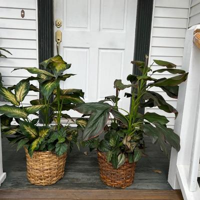 Faux Plants Set of 2
