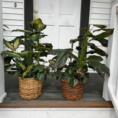 Faux Plants Set of 2