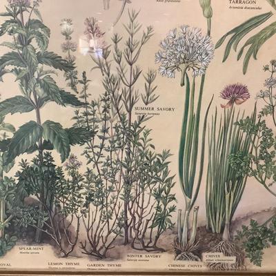 598 Vintage Framed Herb Print