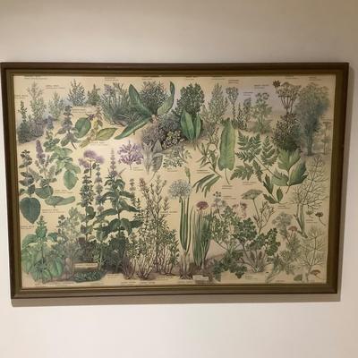 598 Vintage Framed Herb Print