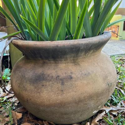 Concrete Sun Planter And Plant