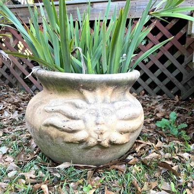 Concrete Sun Planter And Plant