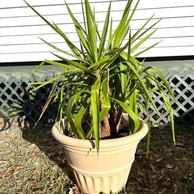 YUCCA Plant & Planter.