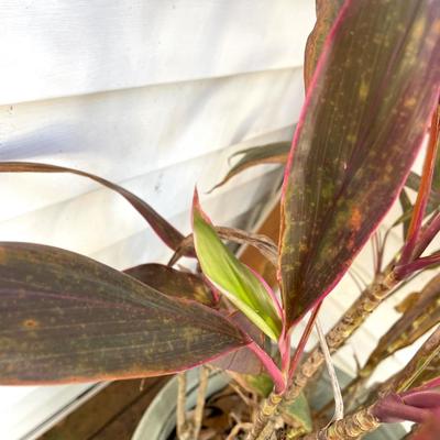 CORDYLINE FRUTICOS Plant
