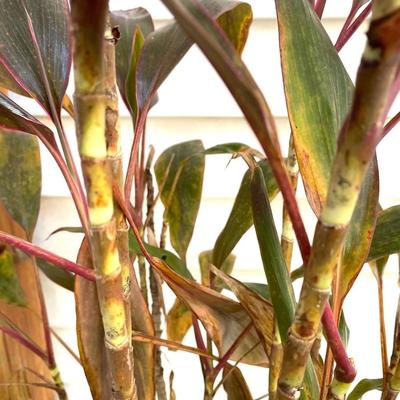 CORDYLINE FRUTICOS Plant