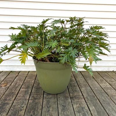 Split Leaf Plant(A)