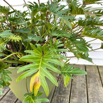 Split Leaf Plant(A)