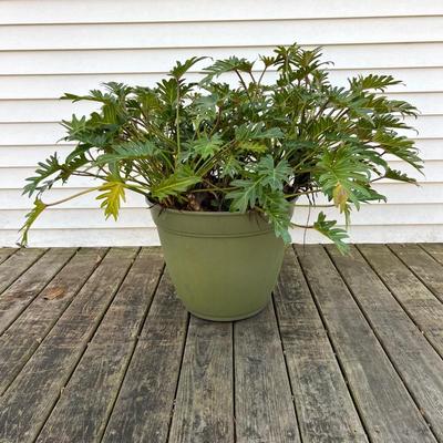 Split Leaf Plant(A)
