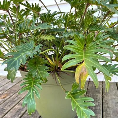 Split Leaf Plant(A)