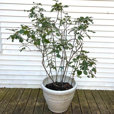 Climbing Rose Bush with Tressil