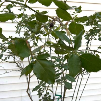 Climbing Rose Bush with Tressil