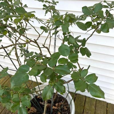 Climbing Rose Bush with Tressil