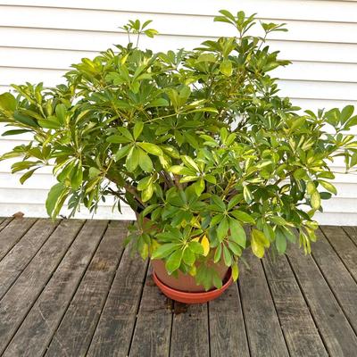 Schefflera Bush
