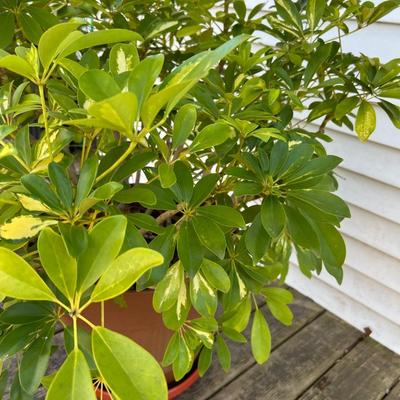Schefflera Bush