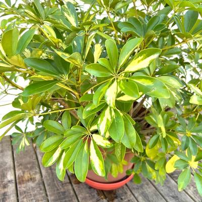 Schefflera Bush