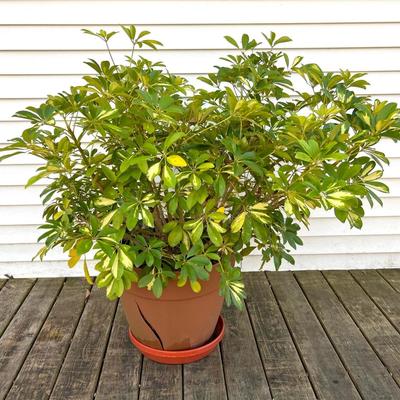 Schefflera Bush