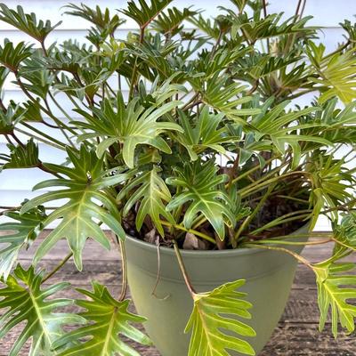 Split Leaf Plant(B)