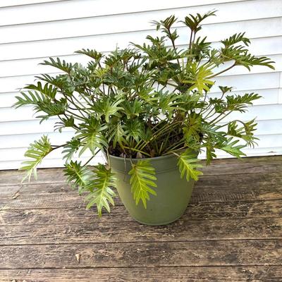 Split Leaf Plant(B)