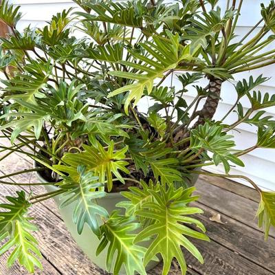 Split Leaf Plant(B)