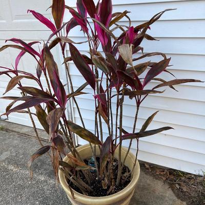 Hawaiian Ti Plant