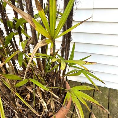 Zombie Palm